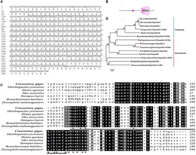 The Increased Expression of an Engrailed to Sustain Shell Formation in Response to Ocean Acidification